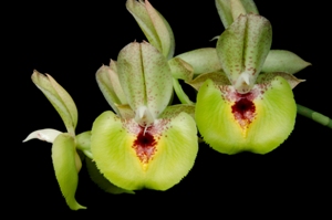 Catasetum Jessia Ang Tyrone AM/AOS 80 pts.